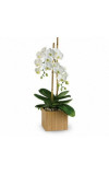 Opulent Orchids