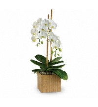 Opulent Orchids