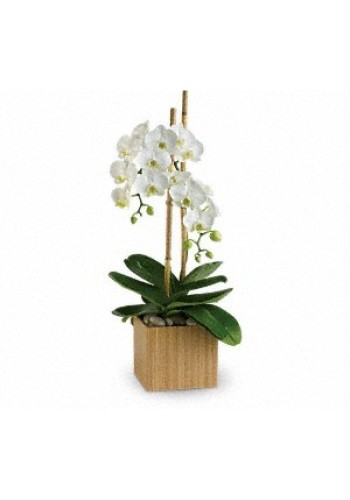 Opulent Orchids