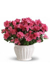 Pretty in Pink Azalea