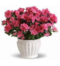 Pretty in Pink Azalea
