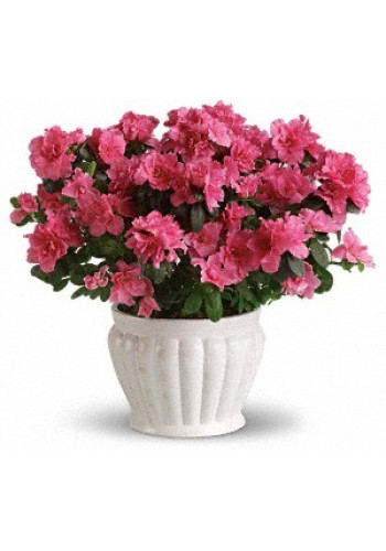 Pretty in Pink Azalea