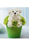 Pup-cake in Bloomâ„¢