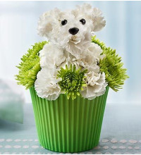 Pup-cake in Bloomâ„¢