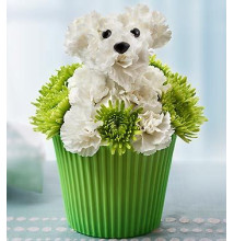 Pup-cake in Bloomâ„¢