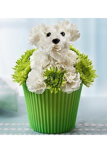 Pup-cake in Bloomâ„¢