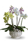 Regal Orchids