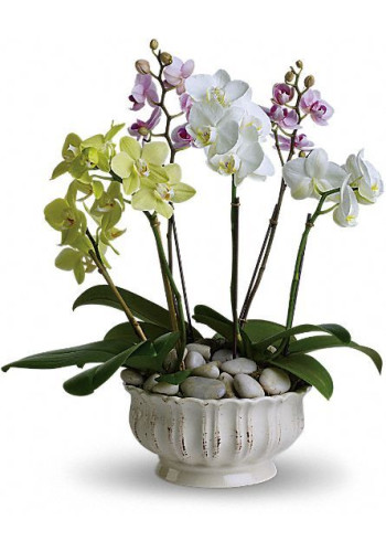 Regal Orchids