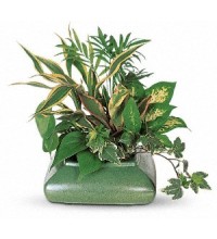 Small Garden Dish