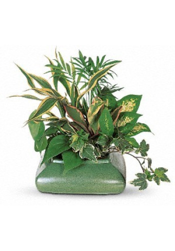 Small Garden Dish