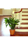 PEACE LILY FLOOR PLANT 10andquotD