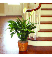 PEACE LILY FLOOR PLANT 10andquotD