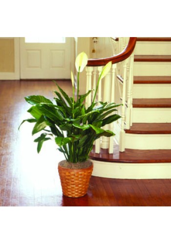 PEACE LILY FLOOR PLANT 10andquotD