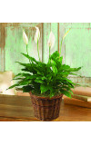 PEACE LILY FLOOR PLANT 6andquotD