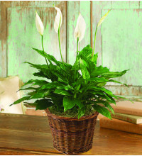 PEACE LILY FLOOR PLANT 6andquotD