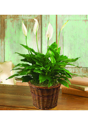 PEACE LILY FLOOR PLANT 6andquotD