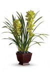 Splendid Orchids