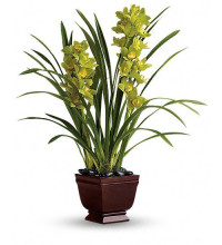 Splendid Orchids