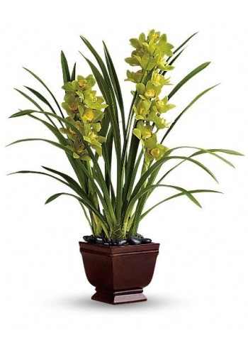Splendid Orchids