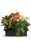 Stylish Plant Assortment