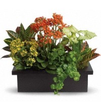 Stylish Plant Assortment