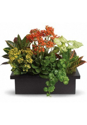 Stylish Plant Assortment