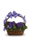 Violets And Butterflies