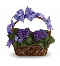 Violets And Butterflies