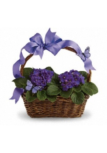 Violets And Butterflies