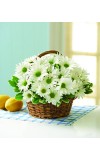 White Daisy Basket