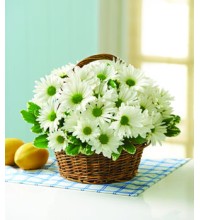 White Daisy Basket