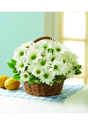 White Daisy Basket