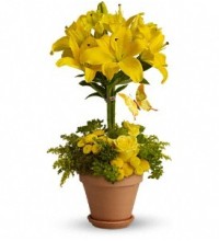 Yellow Fellow