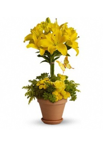 Yellow Fellow