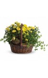 Yellow Trio Basket