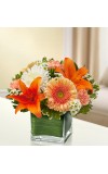 Sympathy For The Healing Tears - Peach, Orange andamp White