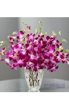 Luxurious Exotic Breezeâ„¢ Orchids