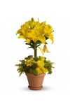 Yellow Fellow