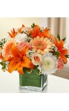 Sympathy For The Healing Tears - Peach, Orange andamp White