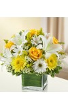 Sympathy For The Healing Tears - Yellow andamp White