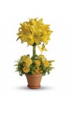 Yellow Fellow