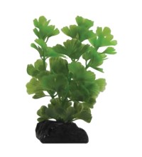 Clover Green Betta Plant