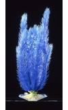 Club Moss Blue Large Plant