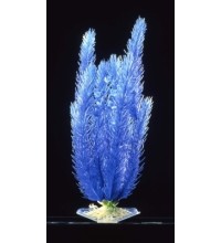 Club Moss Blue Large Plant