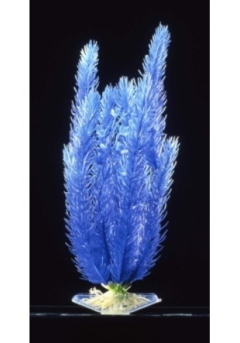 Club Moss Blue Large Plant