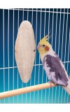 Cuttlebone W/Holder Super Md/L